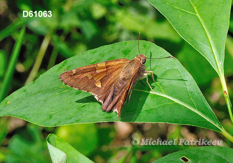 Silver-spotted Skipper (Epargyreus clarus)